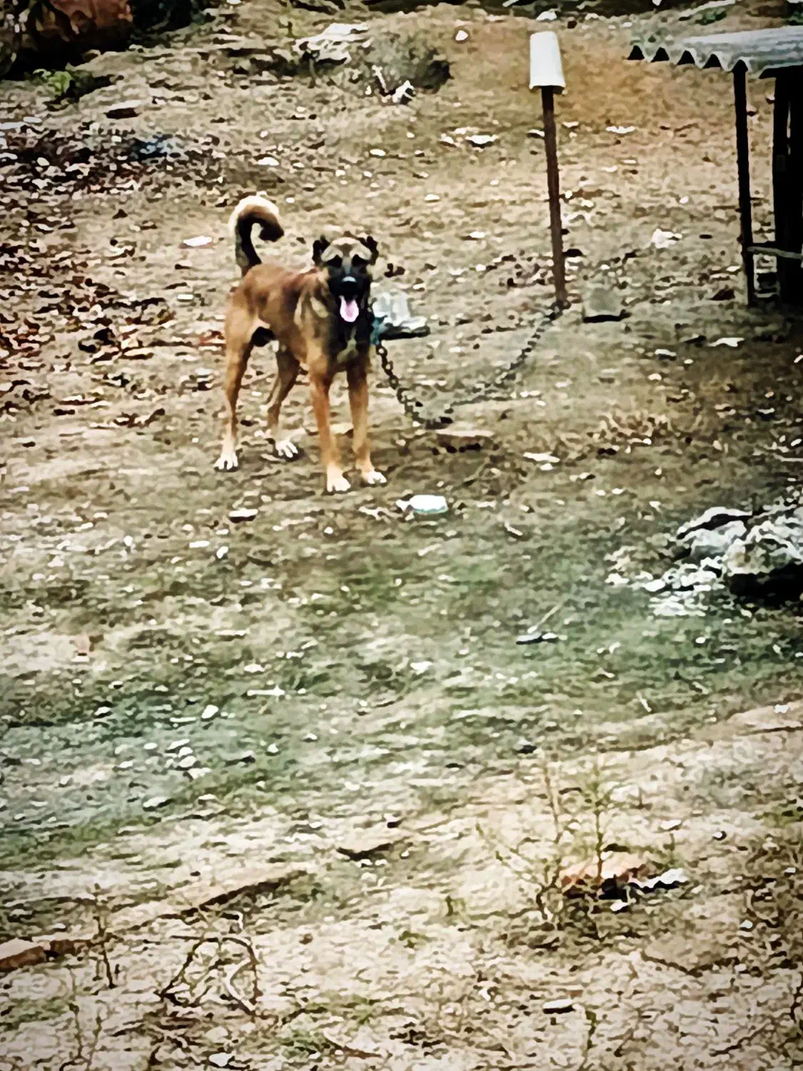 سگ ادام چیل معاوضه می‌کنم با سگ|سگ|پارس‌آباد, |دیوار