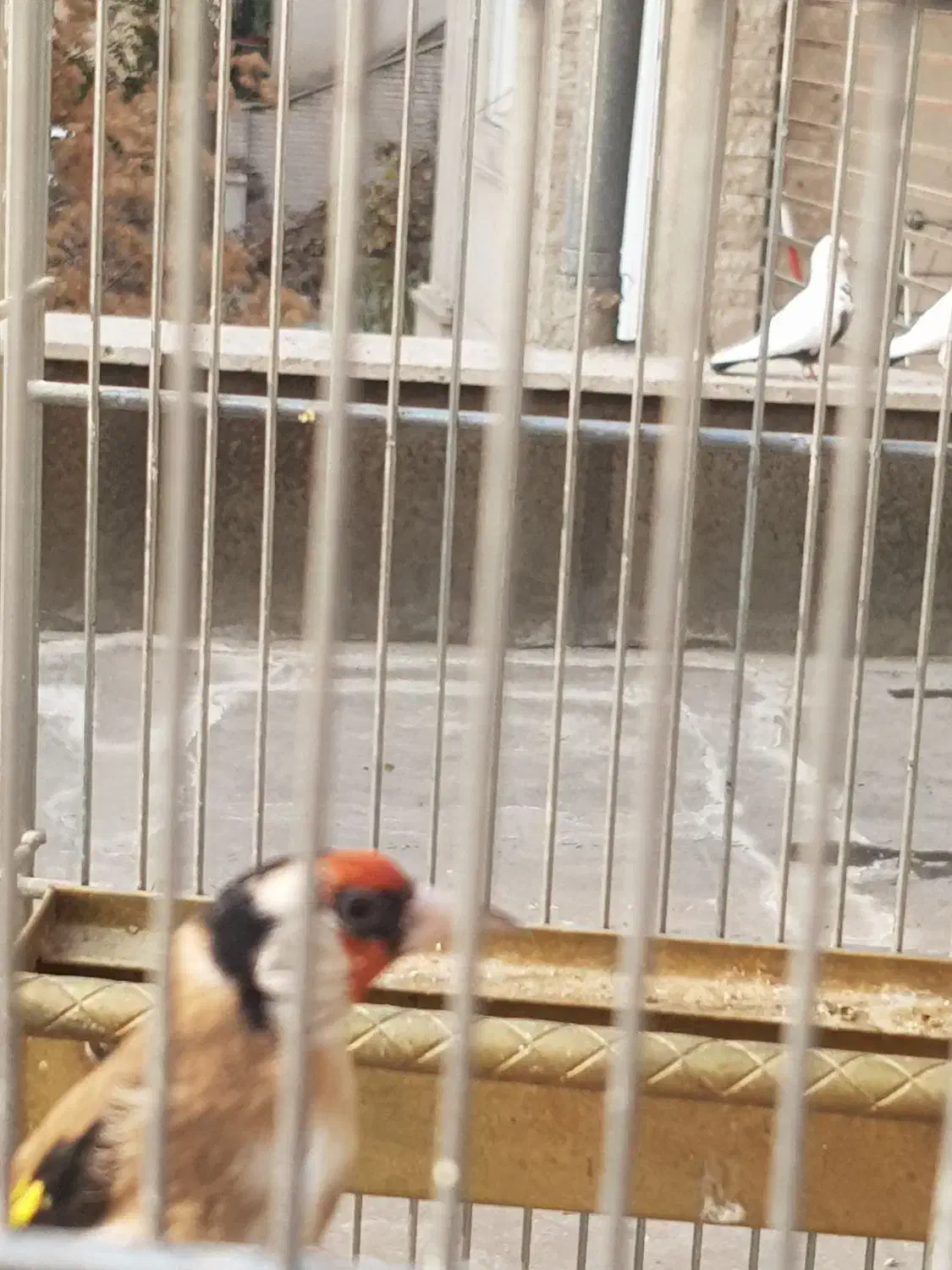 سهره|پرنده|تهران, دارآباد|دیوار