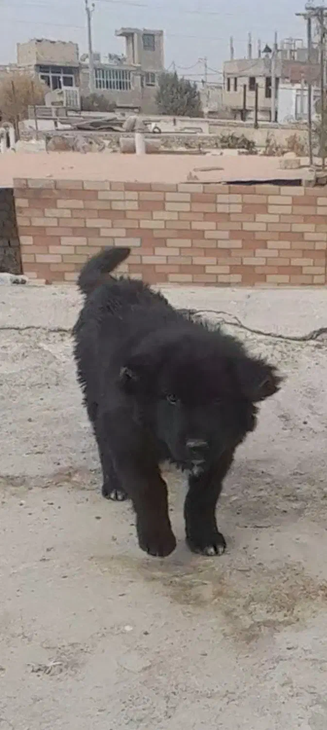 یه جفت تواه قدرجونی|سگ|قهدریجان, |دیوار