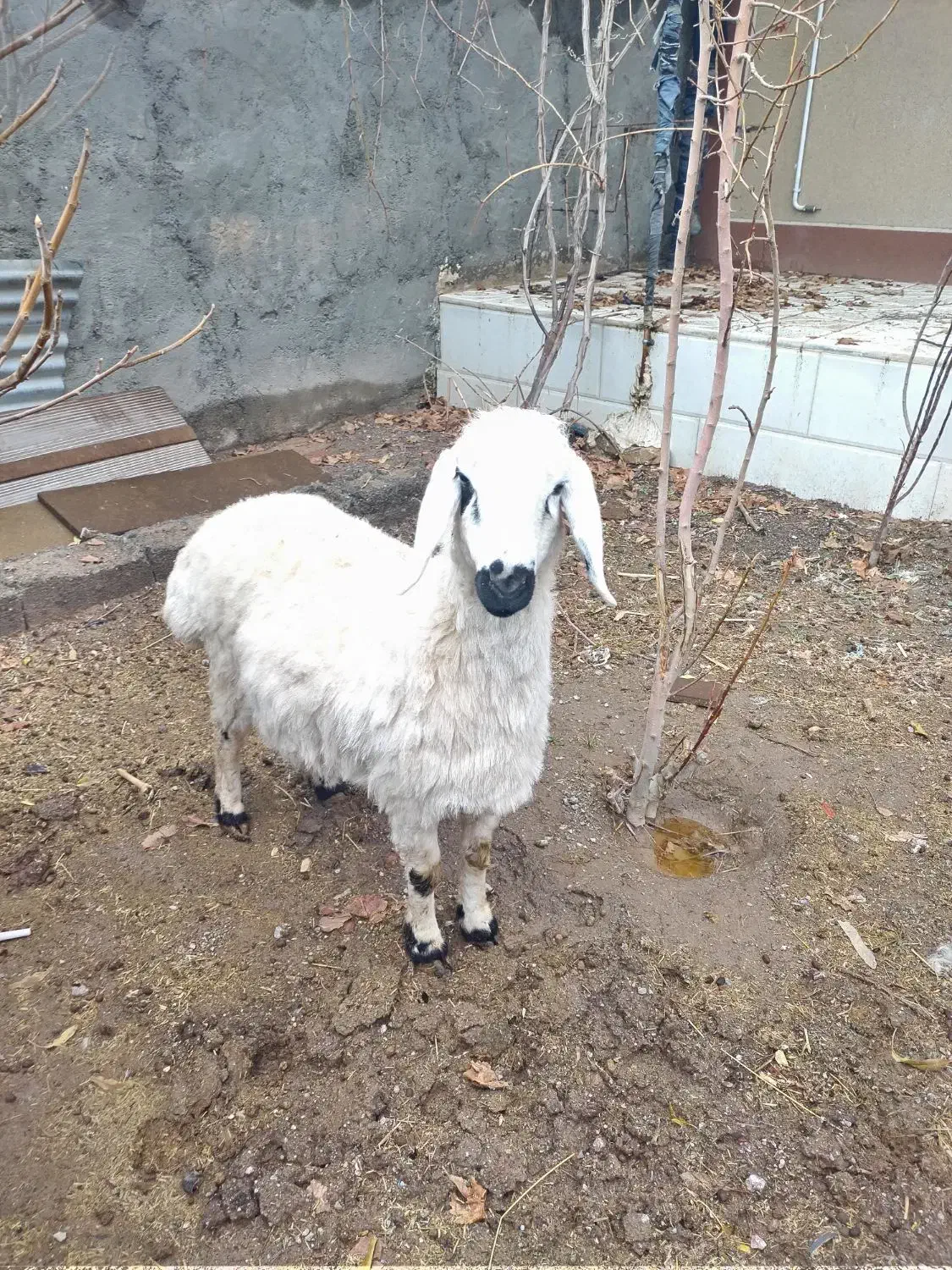 بره ماده|حیوانات مزرعه|سربیشه, |دیوار