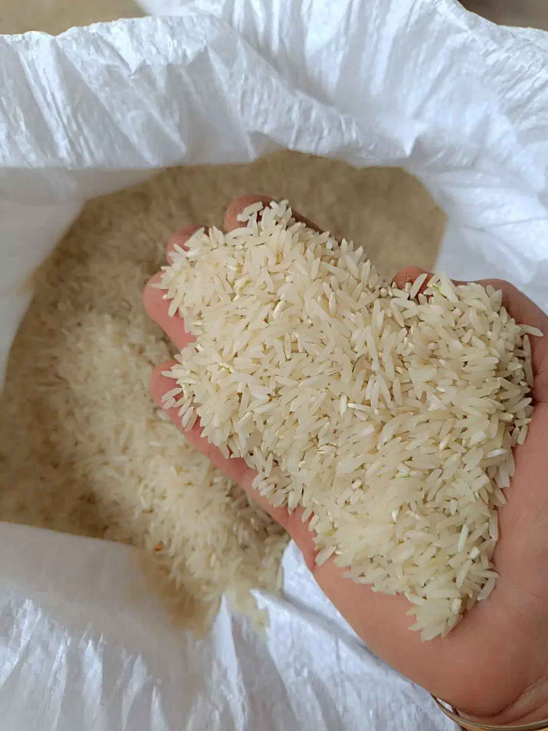 برنج فجر سوزنی و طارم هاشمی|خوردنی و آشامیدنی|گرگان, |دیوار