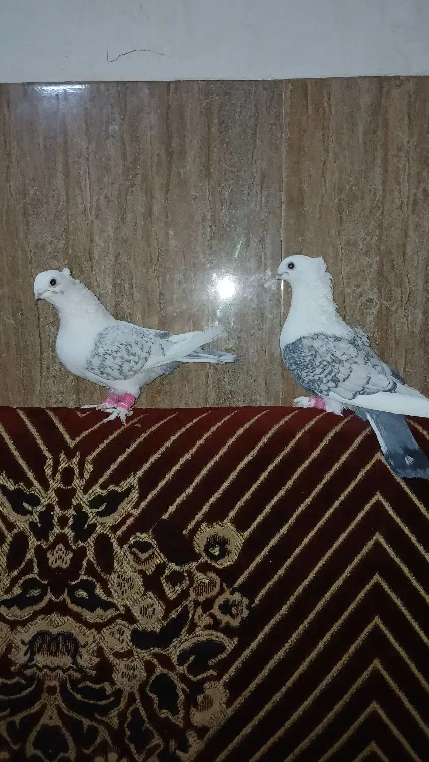 پشتی ابی|پرنده|سبزوار, جوادیه شرقی|دیوار