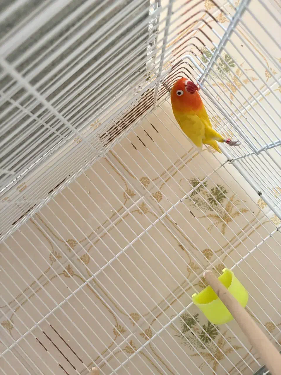 کوتوله برزیلی فیشر طلایی|پرنده|نیریز, |دیوار