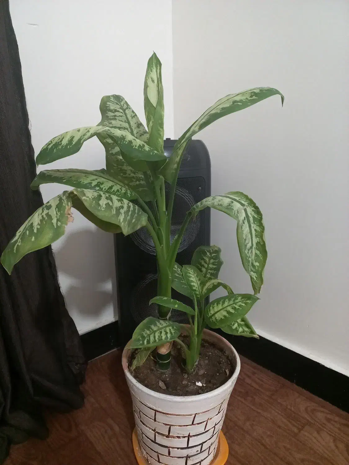 دیفن|گل و گیاه طبیعی|مسجد سلیمان, |دیوار