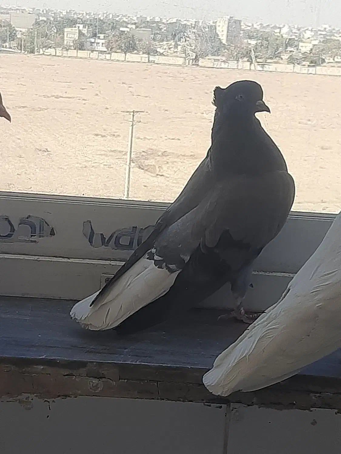 دوتا کفتر ماده  اصفهانی و رنگی|پرنده|شاهین‌شهر, شهرک پردیس|دیوار