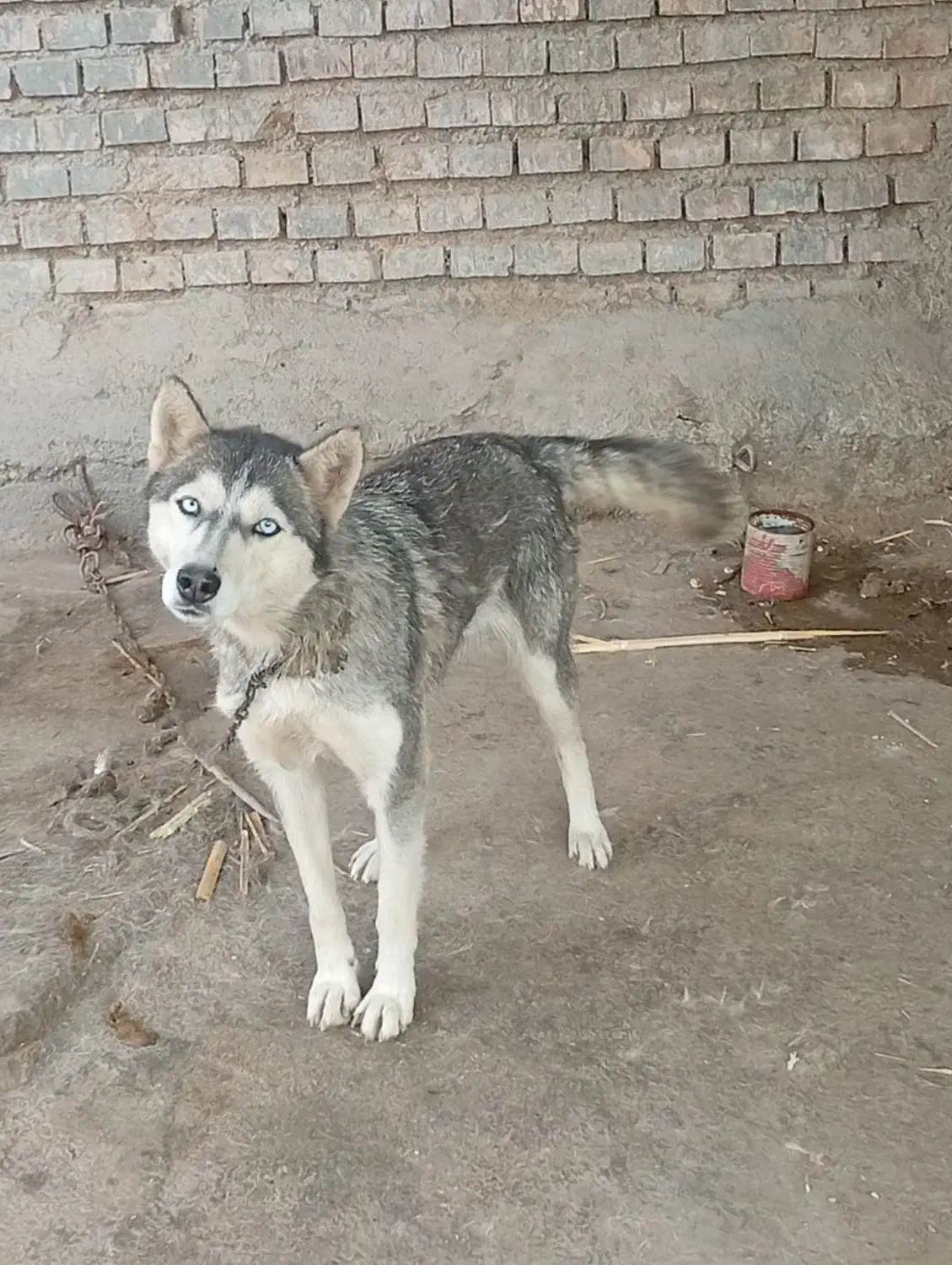 سگ هاسکی|سگ|گنبد کاووس, |دیوار