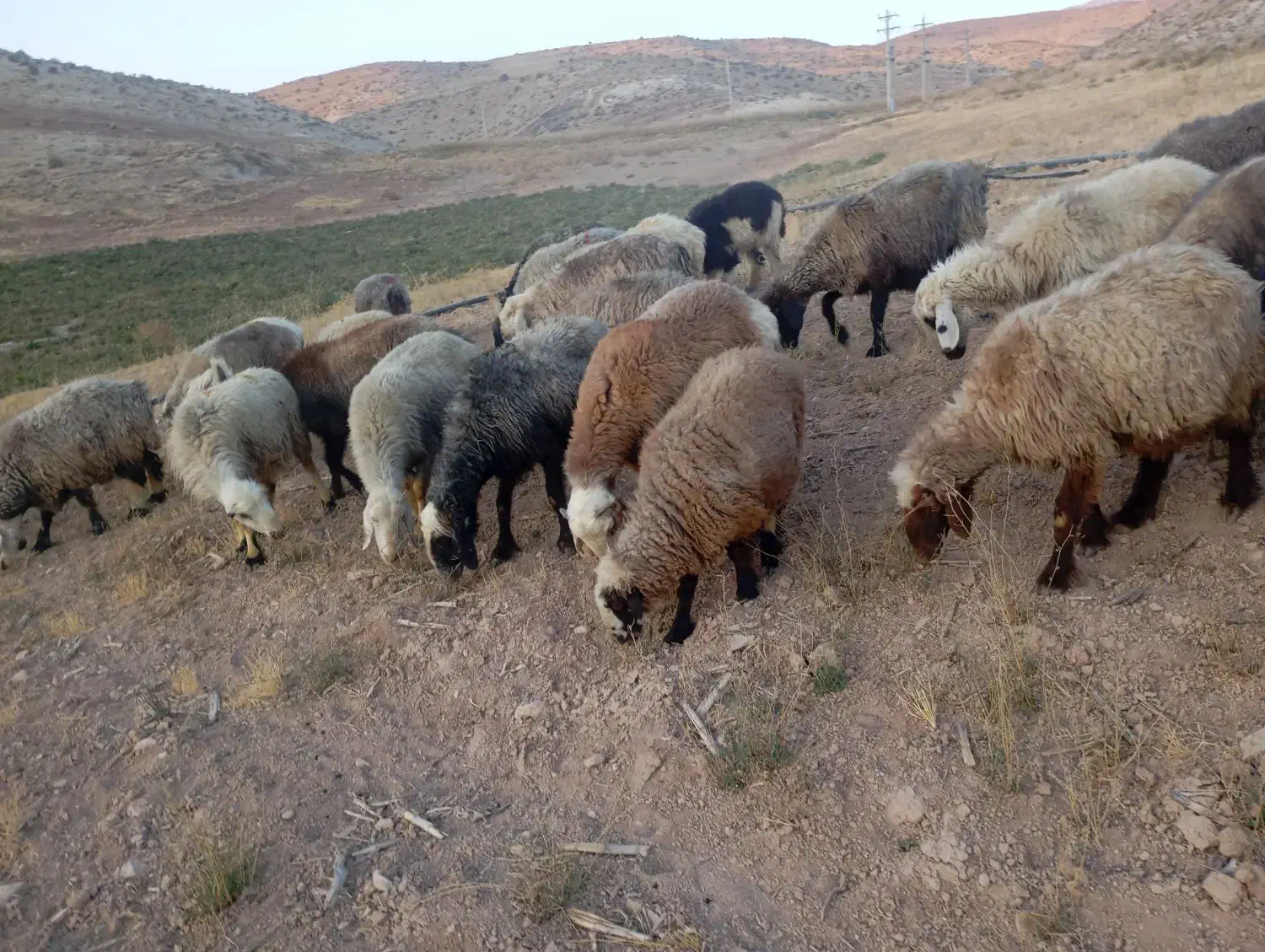 ۳۴راس میش داشتی|حیوانات مزرعه|شیراز, شهرک والفجر|دیوار