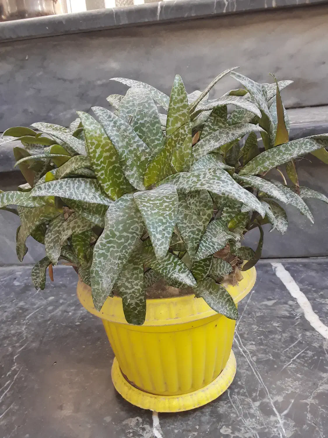 گل داریم|گل و گیاه طبیعی|گرگان, |دیوار