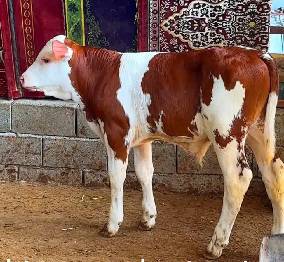 درآمدتان را چندبرابر افزایش دهید|حیوانات مزرعه|بندر ترکمن, |دیوار