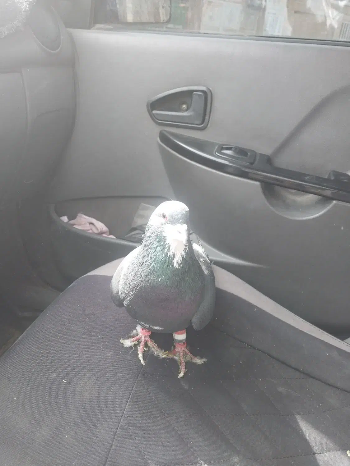 زیر خر سفید|پرنده|شیراز, کوشک میدان|دیوار