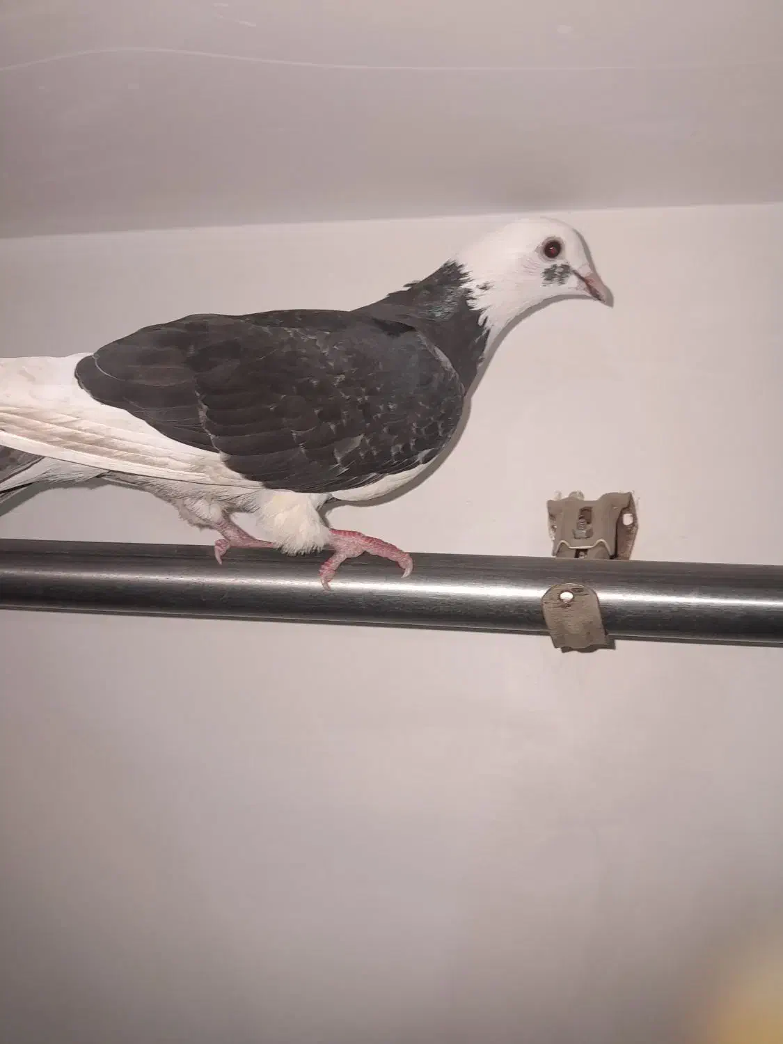 کفتر شازده تهرونی|پرنده|گرگان, |دیوار