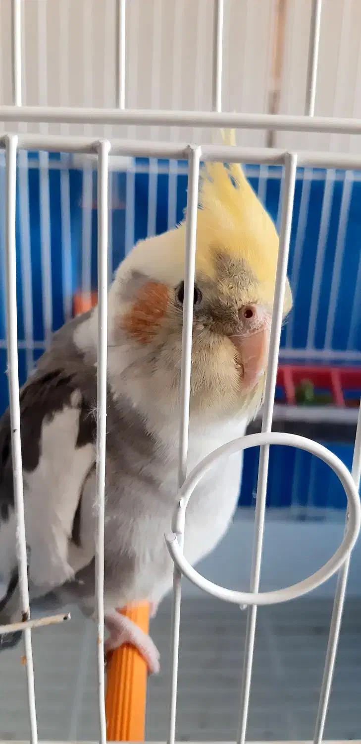 عروس هلندی ابلغ نازنازی|پرنده|پیر بکران, |دیوار