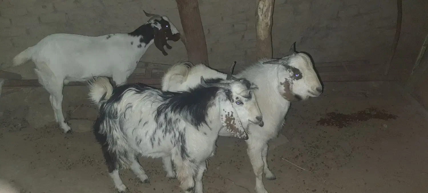 بزه گوشتی|حیوانات مزرعه|کرباسک, |دیوار