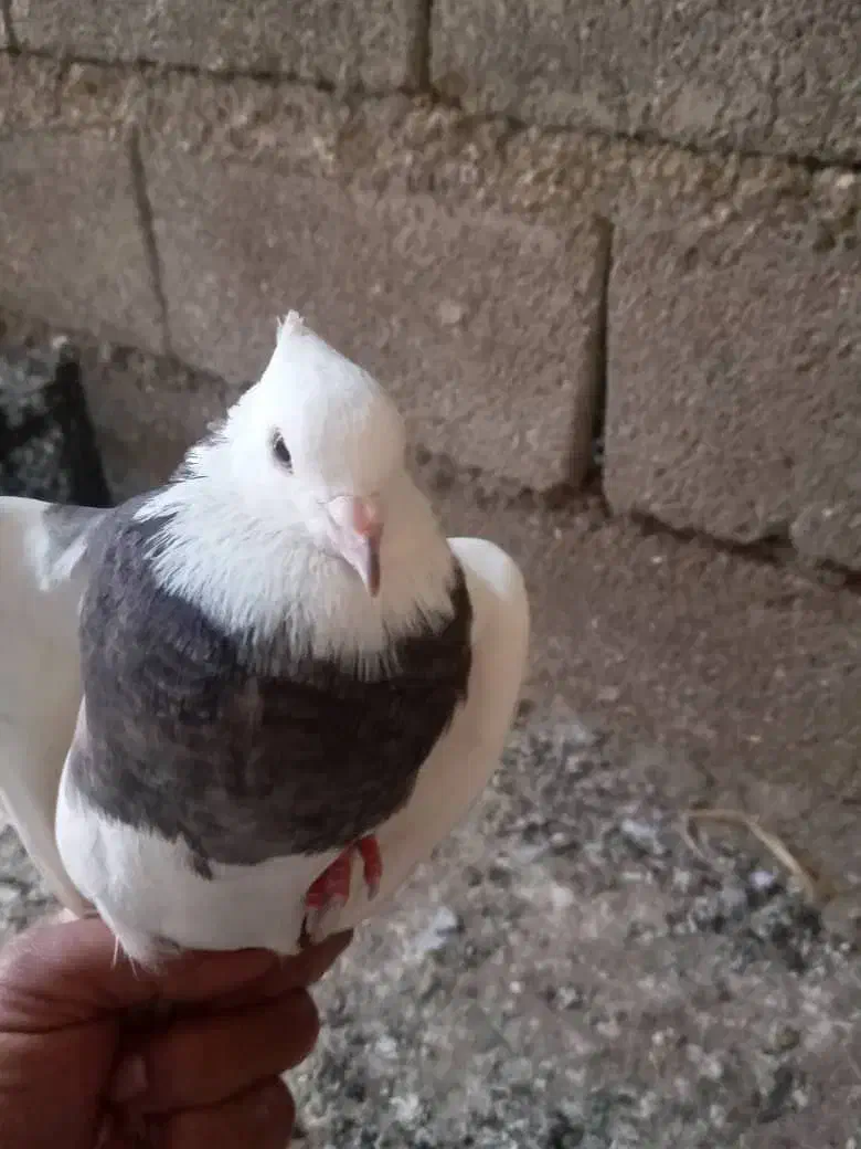 کبوتر طوقی|پرنده|پلدختر, |دیوار