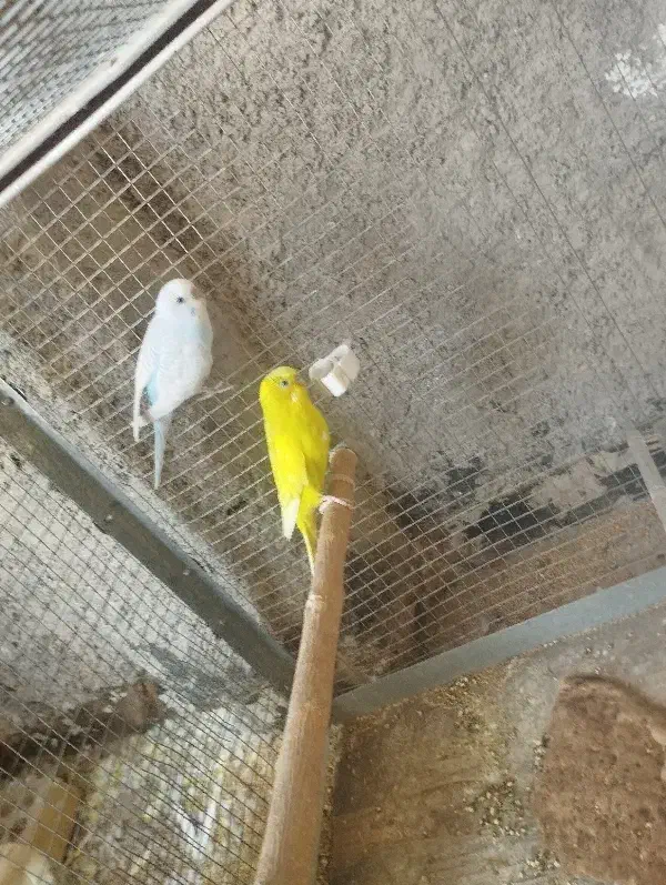 مرغ عشق|پرنده|لنجان, |دیوار