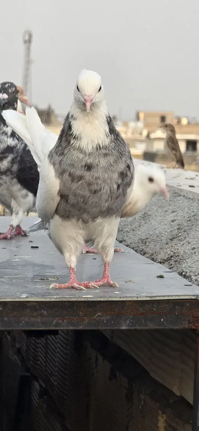 طوقی گمشده|حیوانات|شیراز, شهرک صادقیه|دیوار