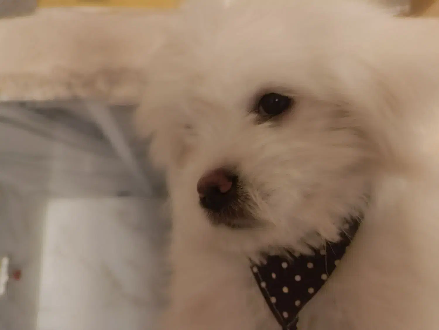 سگ پاپی ریز آپارتمانی فروشی|سگ|نجف‌آباد, امیرآباد|دیوار