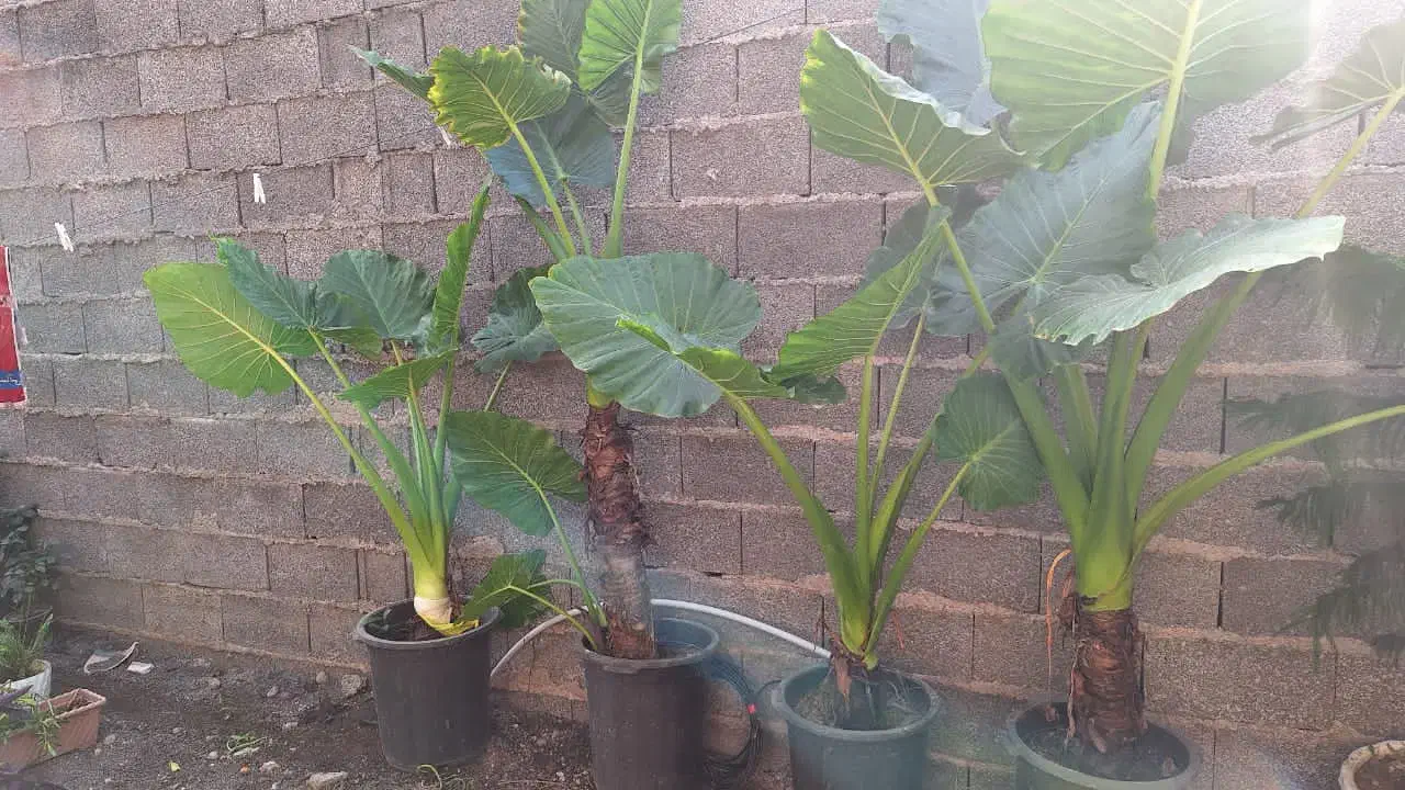 گل بابا ادم ۲ متری|گل و گیاه طبیعی|رشت, نظری|دیوار