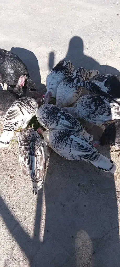 بوقلمون سرحال برا نگهداری|حیوانات مزرعه|باغ ملک, |دیوار