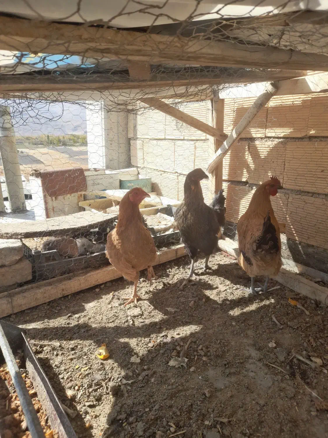 مرغ|پرنده|فارسان, |دیوار