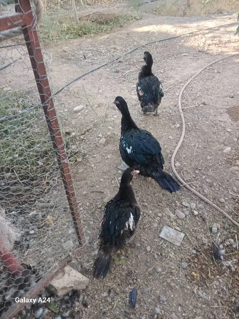 اردک اسرائیلی|حیوانات مزرعه|بسطام, |دیوار