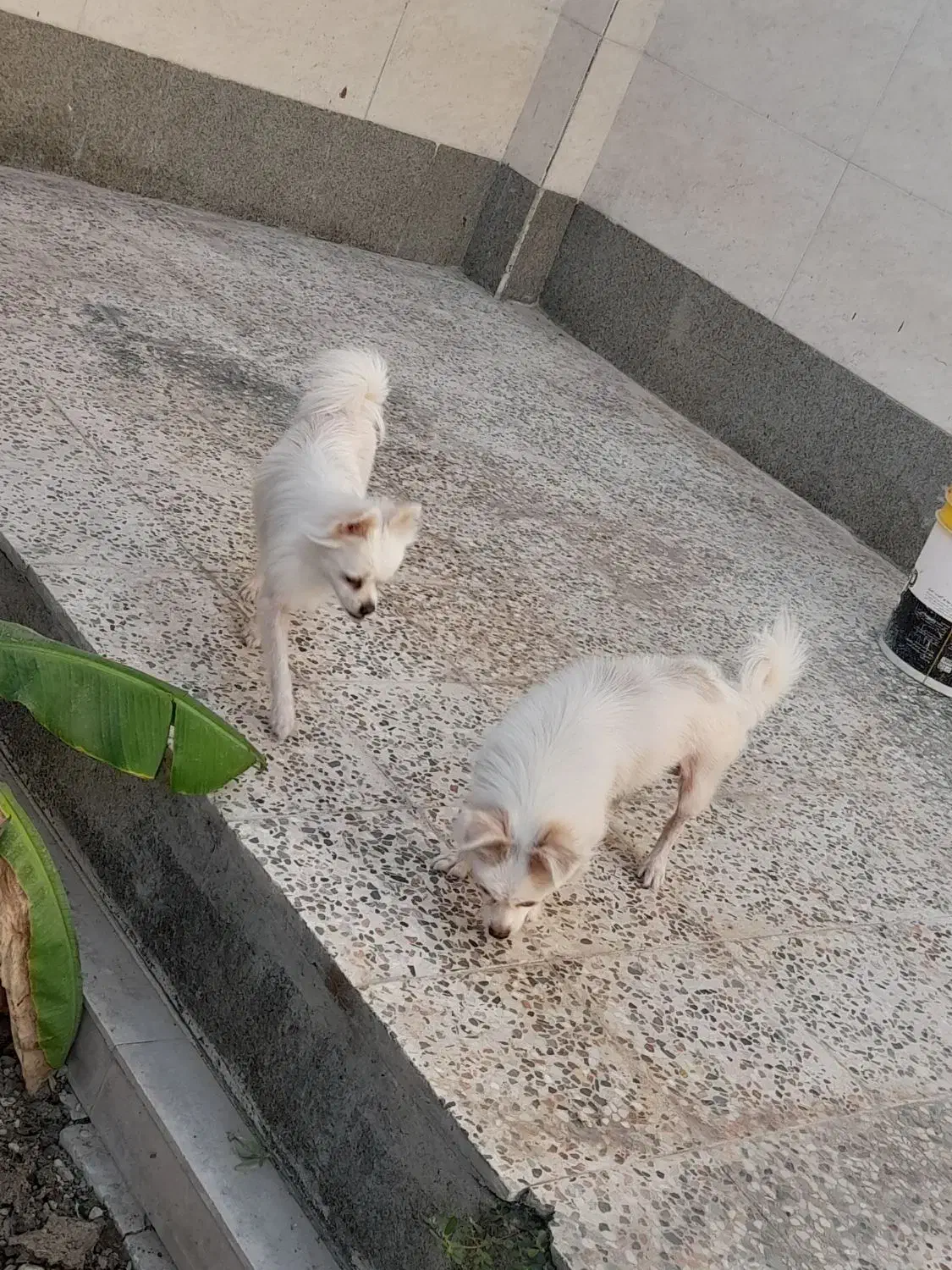 نروماده سگ|سگ|بندرعباس, |دیوار