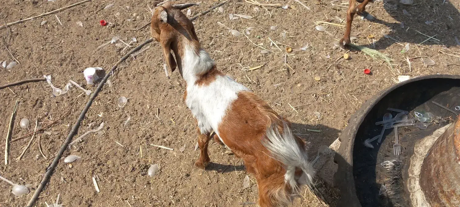 فروش۳عددبز،خرمشهر|حیوانات مزرعه|خرمشهر, |دیوار