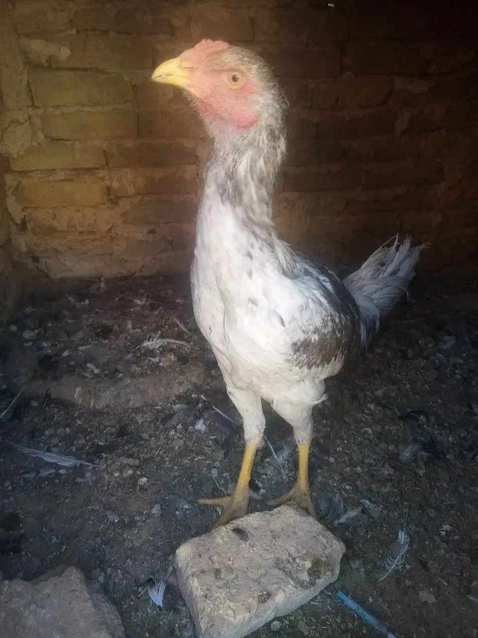 9عدد جوجه لاری 5ماه آس|حیوانات مزرعه|تربت‌حیدریه, حاجی یار‎|دیوار