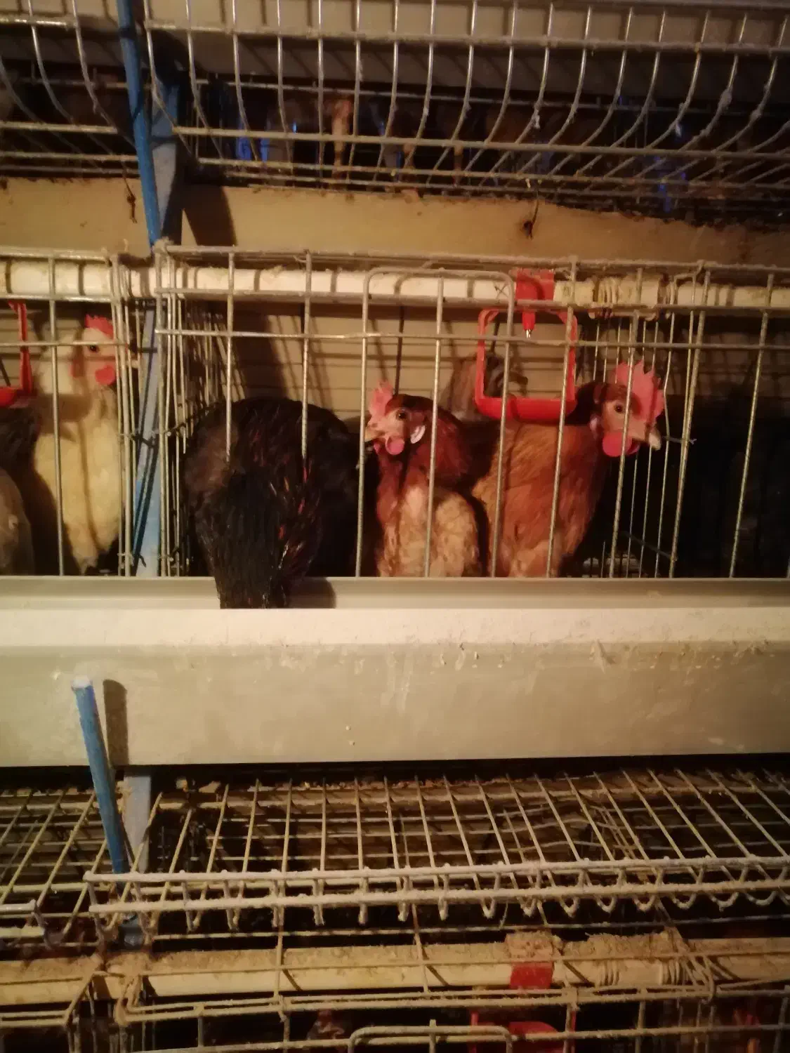 فروش مرغ محلی|حیوانات مزرعه|سردشت, |دیوار