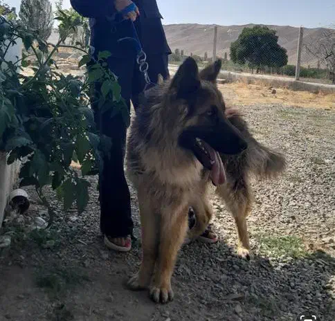 سگ ژرمن|سگ|تبریز, |دیوار