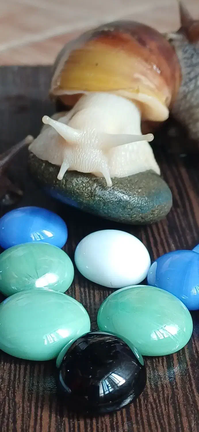 سلام فروش حلزون از۱ماه تامولد|خزنده|خرمآباد, |دیوار