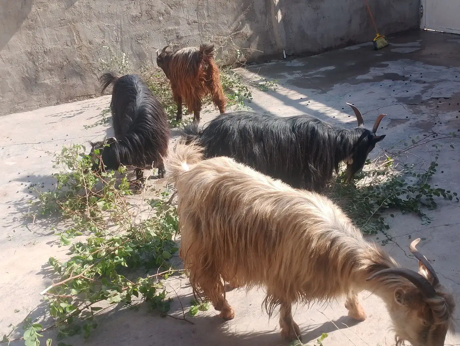 تیر بز|حیوانات مزرعه|مسجد سلیمان, |دیوار