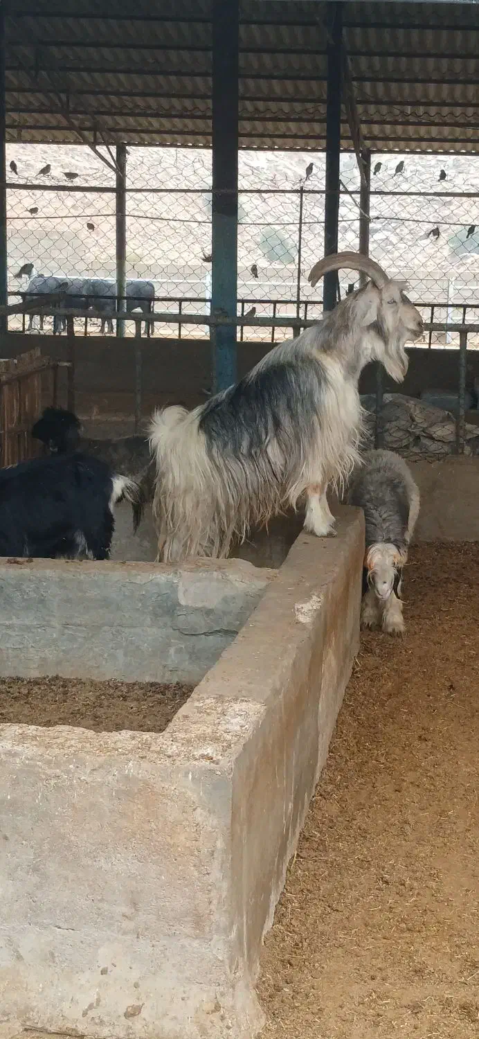 دوبر جلو گله|حیوانات مزرعه|مسجد سلیمان, |دیوار