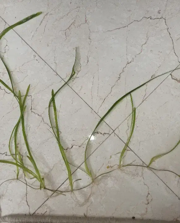 گیاه آکواریومی|ماهی|اراک, |دیوار