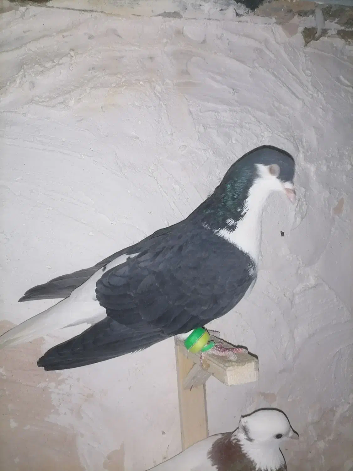 کفتر|پرنده|مشهد, مشکینی (شهرک غرب)|دیوار