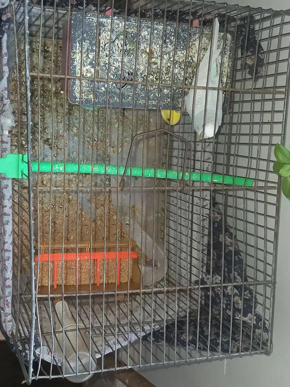 مرغ عشق|پرنده|مشهد, شهید آوینی|دیوار