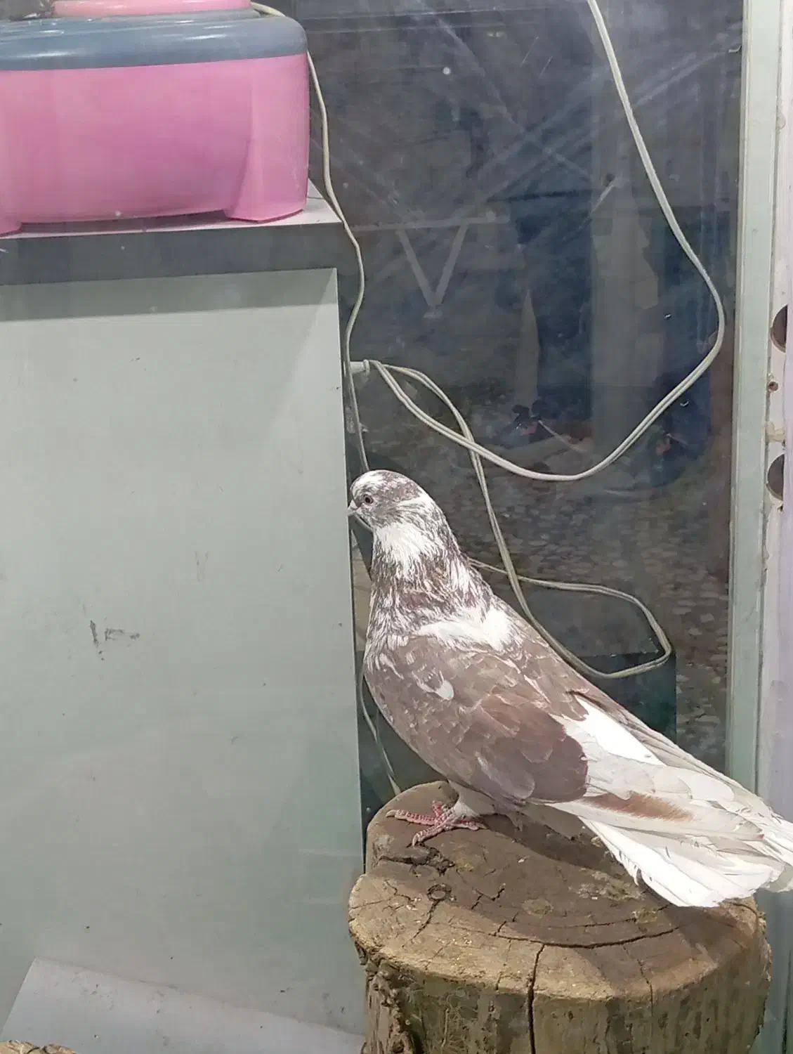 دوعدد کبوتر قطعه بزرگ نوک جمع|پرنده|شاهین دژ, |دیوار