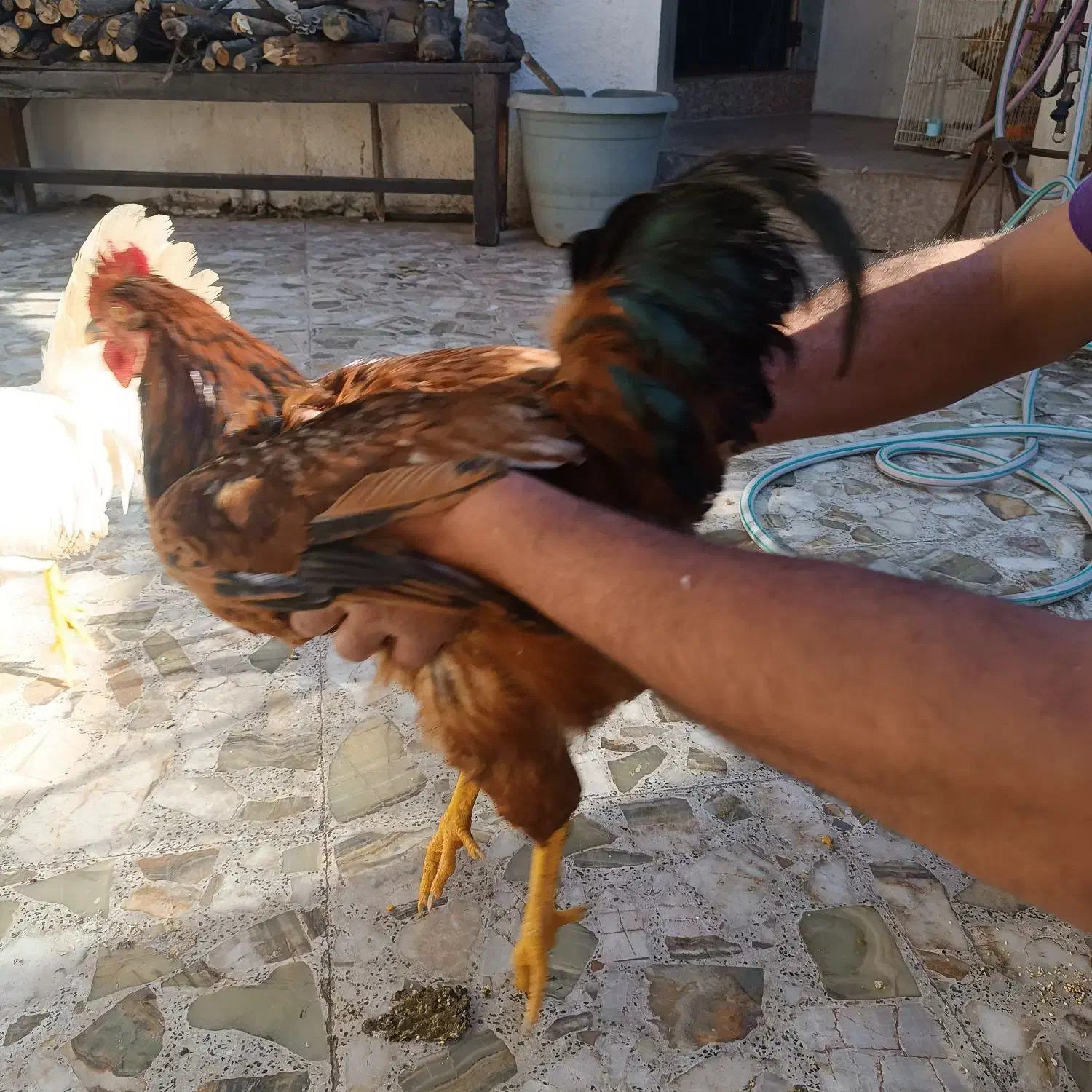 خروس و مرغ دورگ|حیوانات مزرعه|چالوس, |دیوار