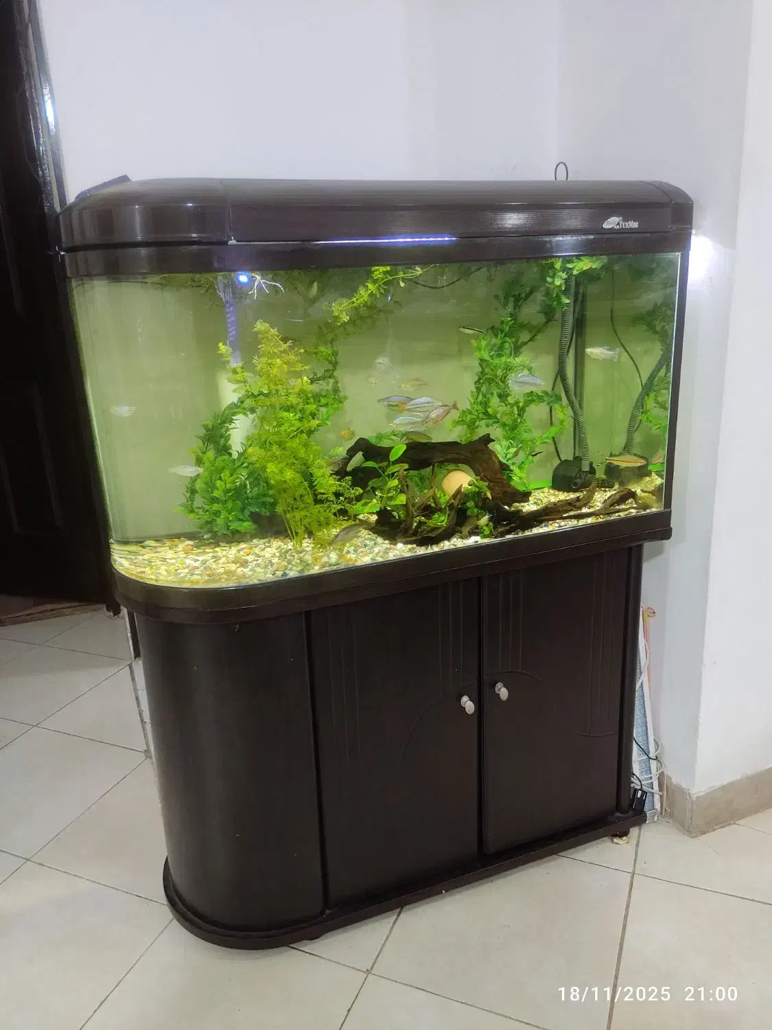 آکواریم یو شکل شرکتی|ماهی|شیراز, شهرک بهشتی|دیوار