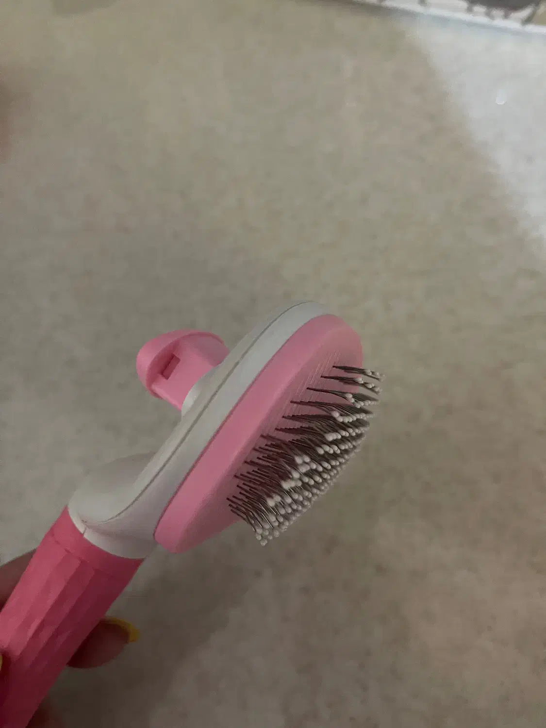 برس سگ یا گربه|لوازم جانبی حیوانات|نیشابور, بزرگمهر|دیوار