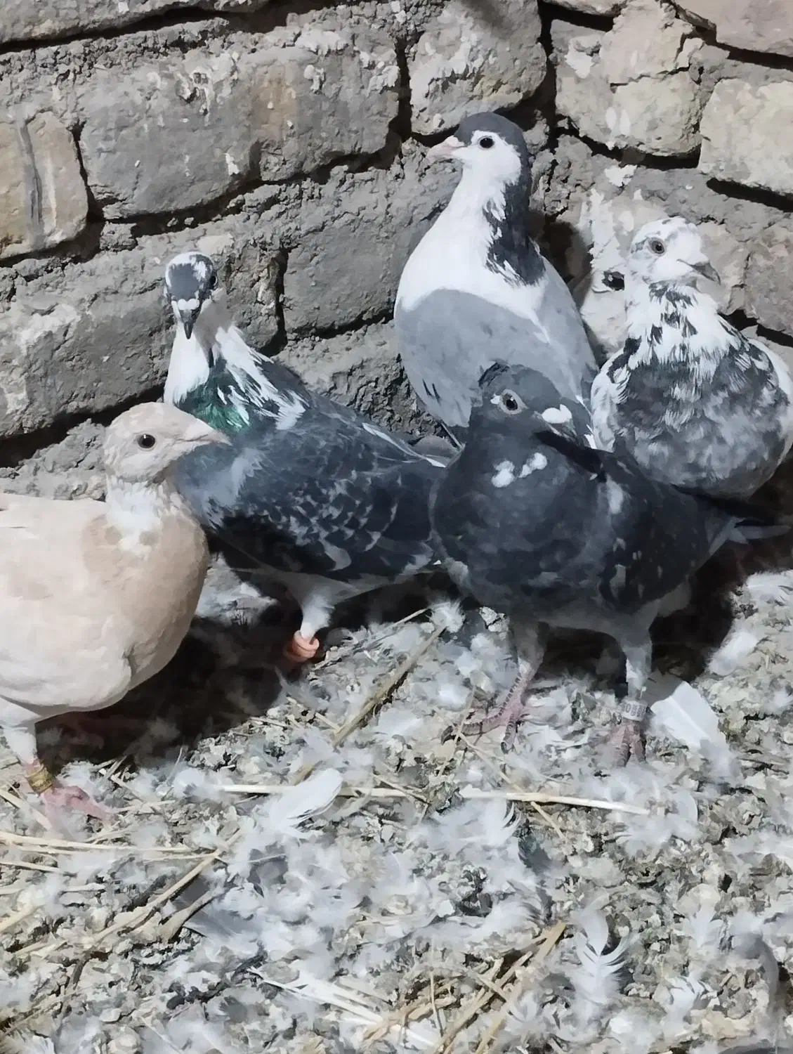 پرشی|پرنده|تربتحیدریه, رباط سفلی|دیوار