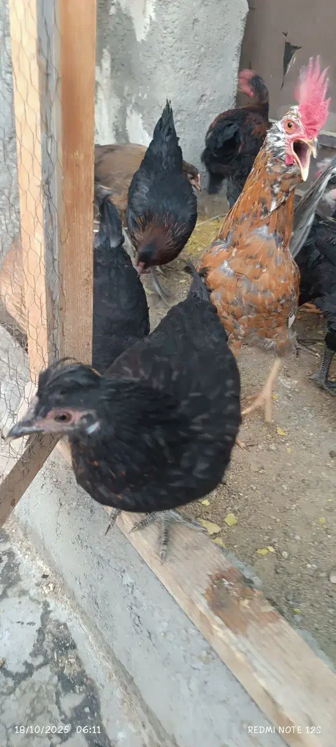 مرغ و خروس مینیاتوری|حیوانات مزرعه|مشهد, بلال|دیوار