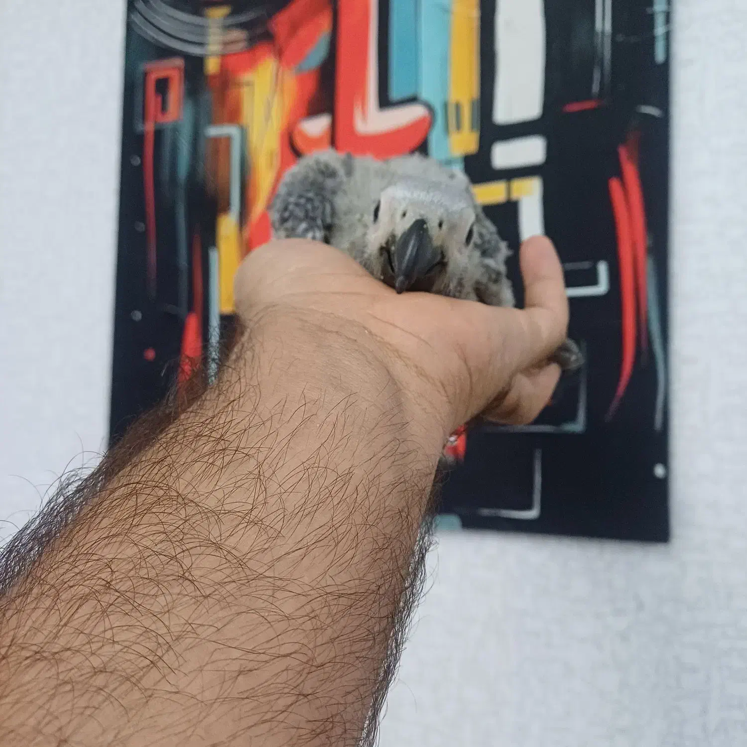 جوجه کاسکو پرورش داخل حلقه پا شاه تخم استثنایی|پرنده|تهران, هفت چنار|دیوار