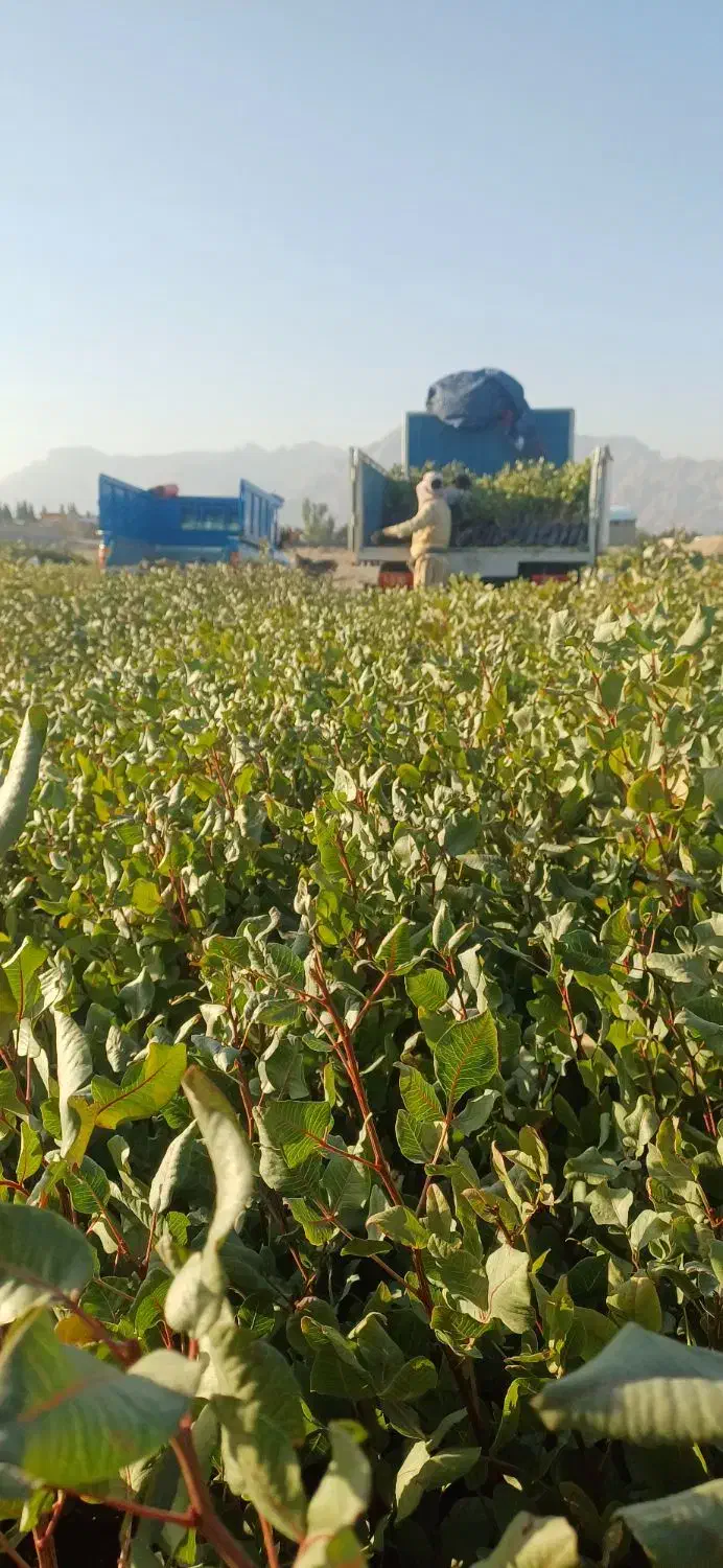 نهال پسته گلدانی|خدمات باغبانی و درختکاری|اردستان, |دیوار