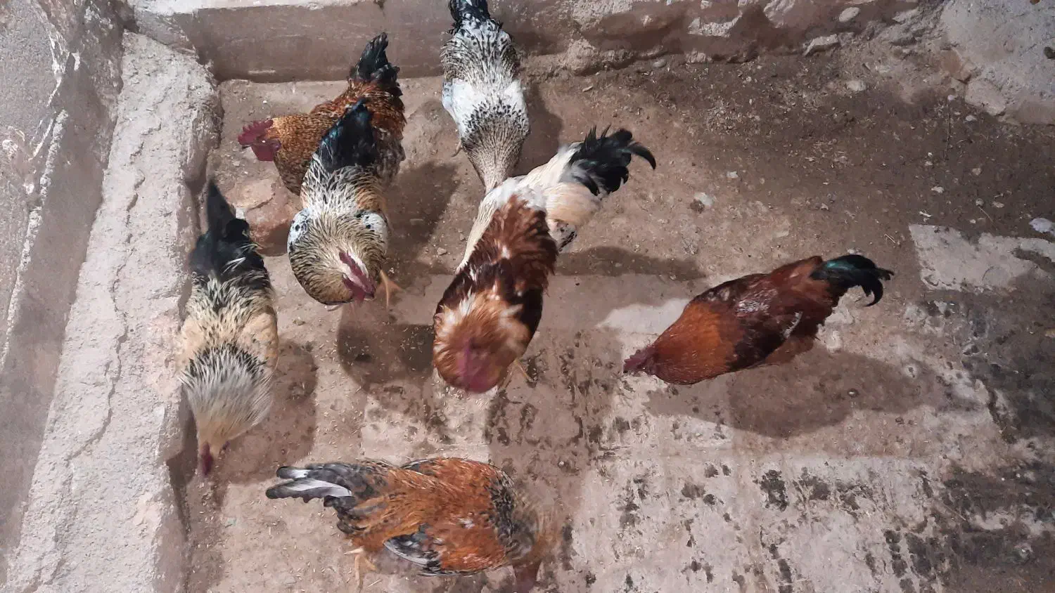 خروس|حیوانات مزرعه|خاوه, |دیوار