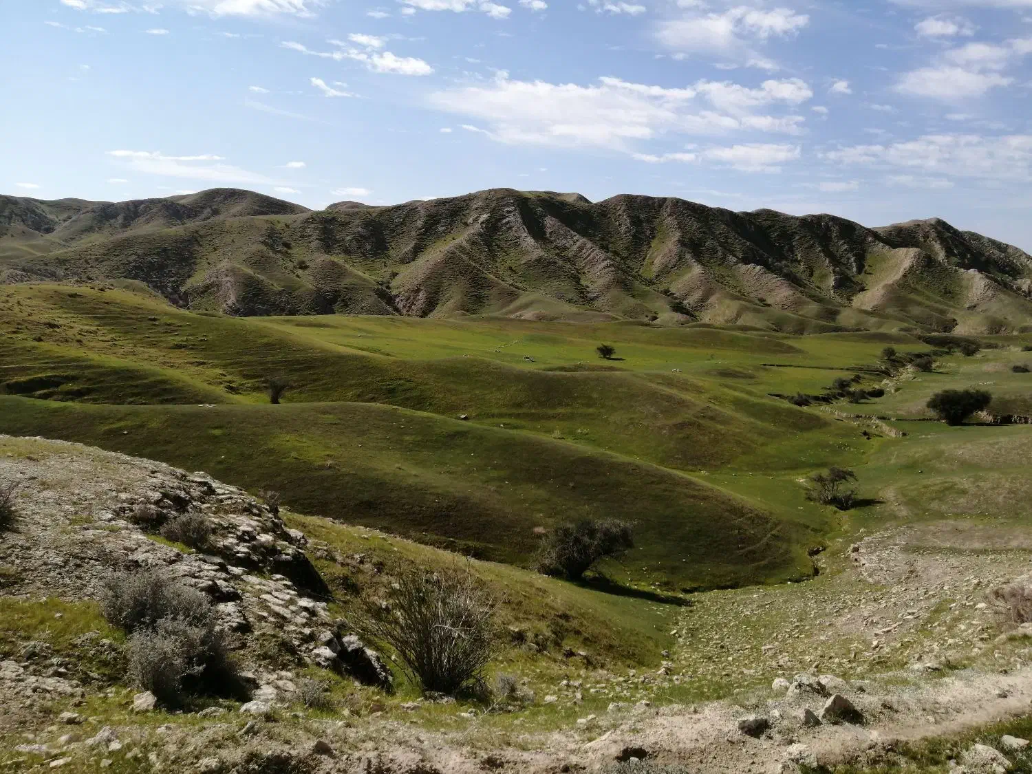 پرنده پیدا شده|حیوانات|برازجان, |دیوار