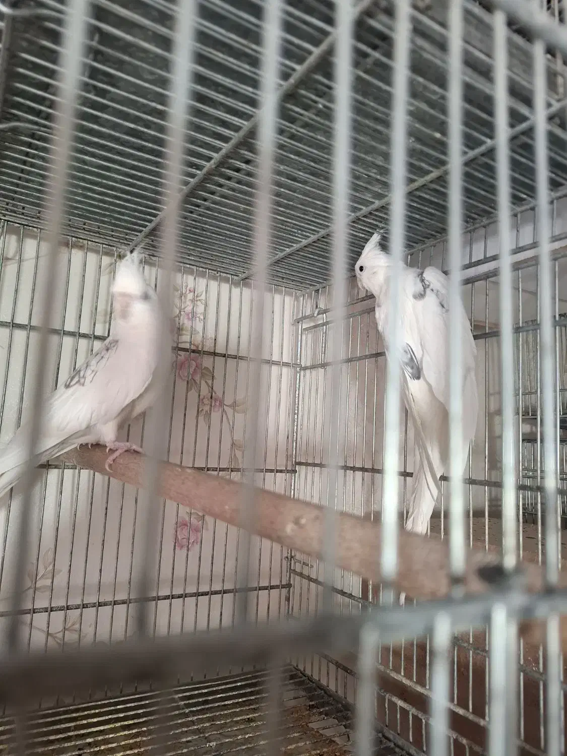 عروس هلندی مولد وجوجه|پرنده|پاکدشت, پاکدشت (مامازند)|دیوار