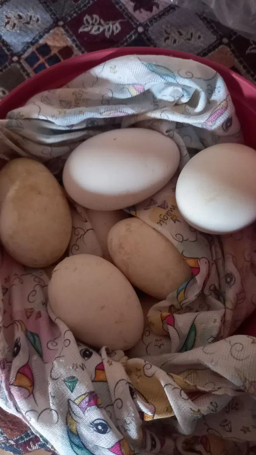 تخم غازنطفه دار|حیوانات مزرعه|کلاله, |دیوار