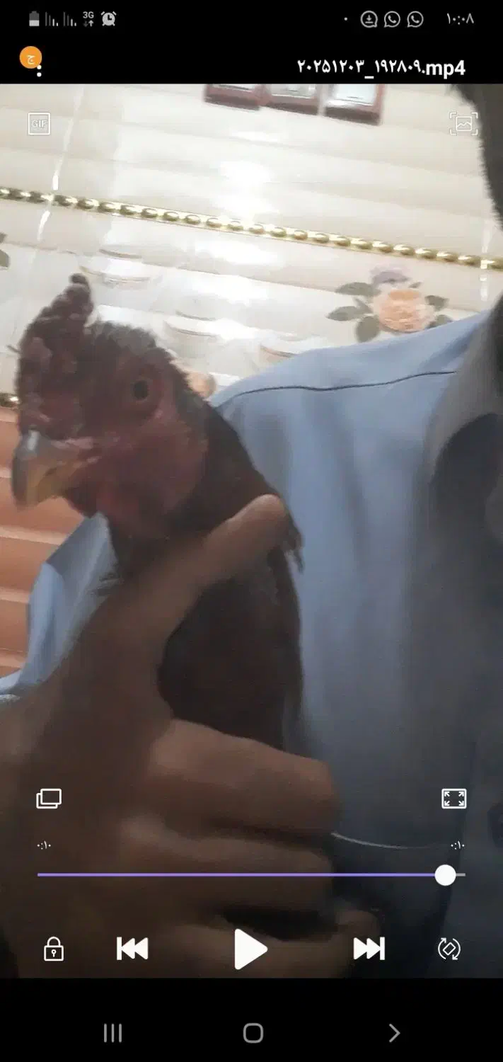 خروس لاری قدبلندوهیکلی|حیوانات مزرعه|ایرانشهر, |دیوار