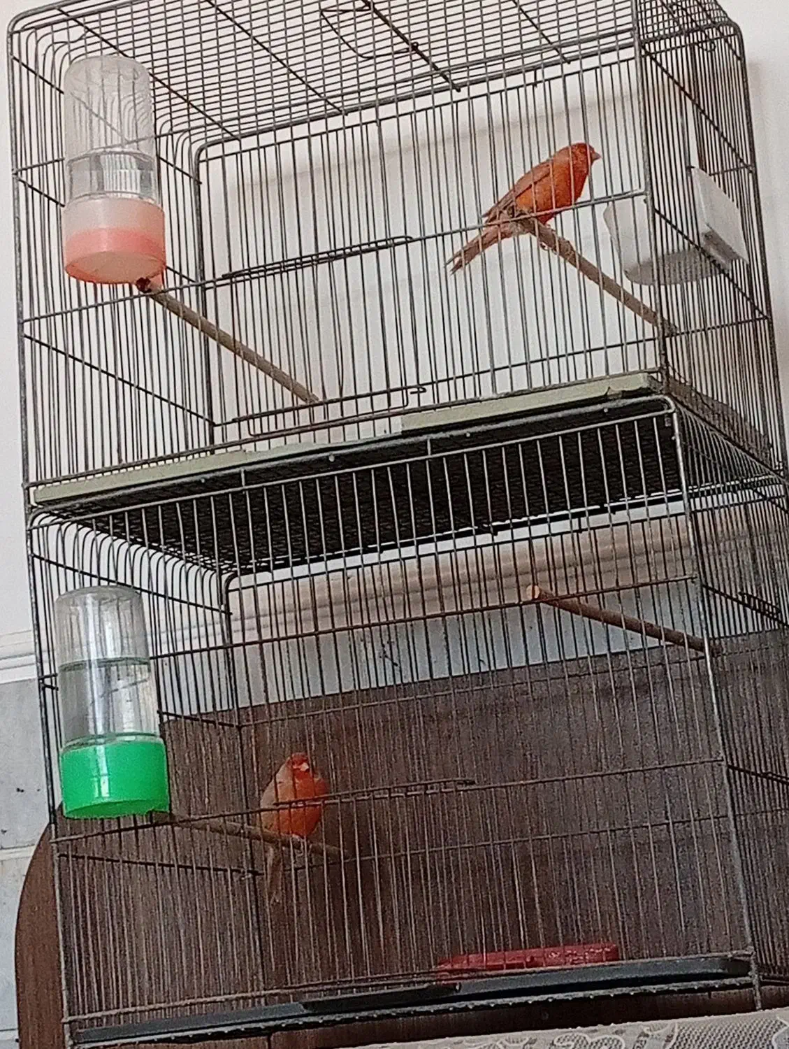 قناری|پرنده|اردکان, |دیوار